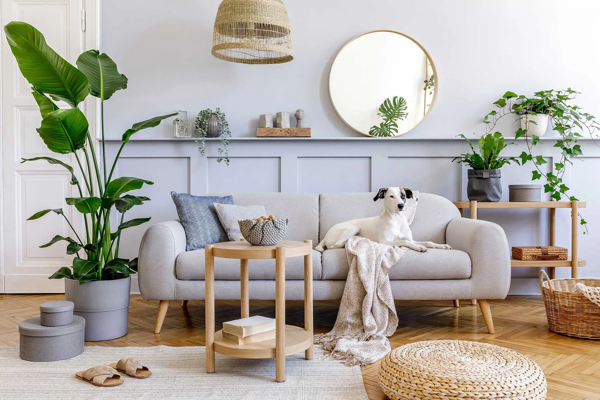 Clean living room sofa with family dog — Maqsim Protection serves families and pets in Montreal